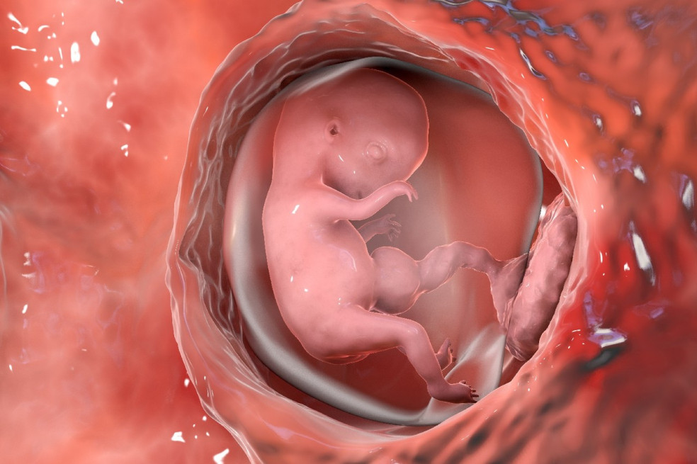embryo v 8. týždni