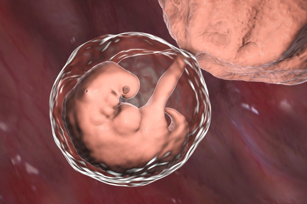 vývoj plodu