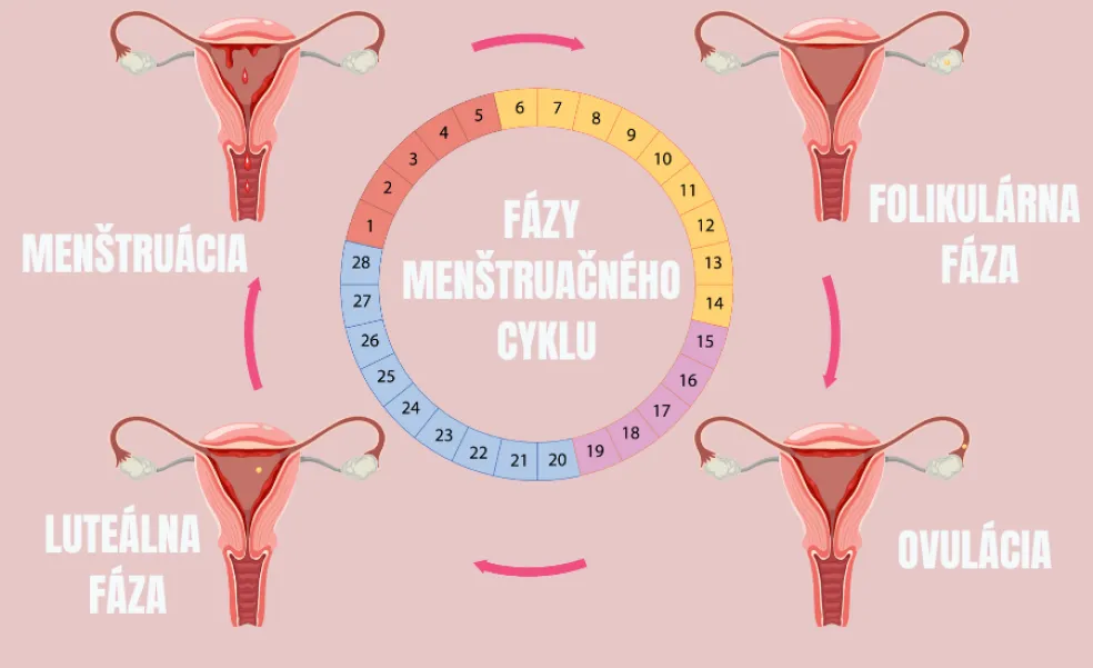 fázy menštruačného cyklu